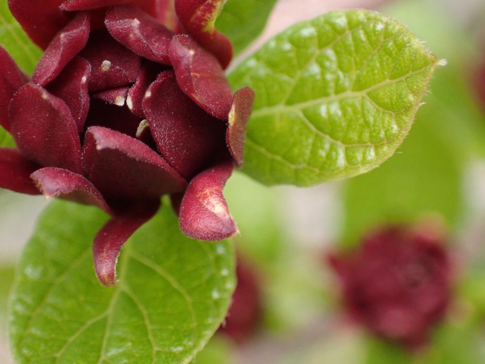 クロバナロウバイの写真