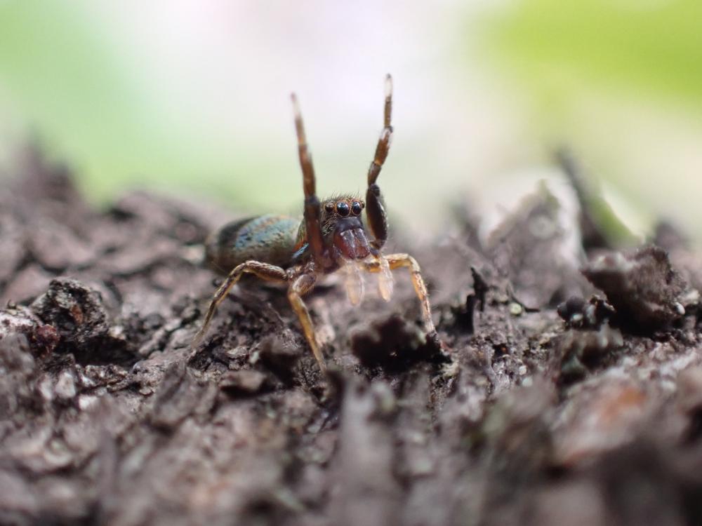 アオオビハエトリの写真