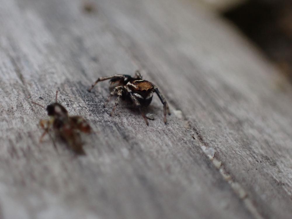 シラホシコゲチャハエトリの写真