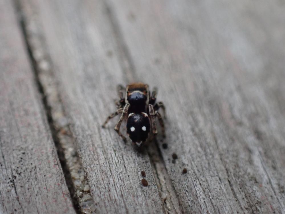 シラホシコゲチャハエトリの写真