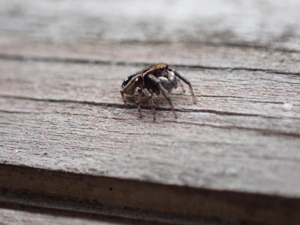 シラホシコゲチャハエトリの写真