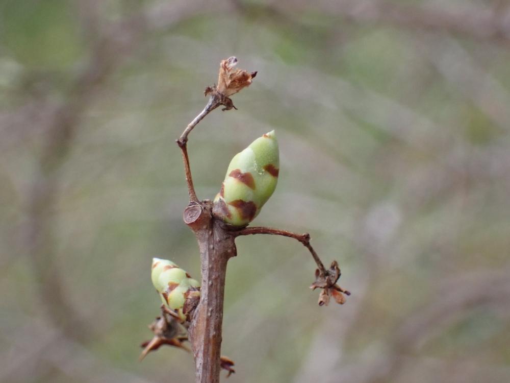 ツルウメモドキの写真