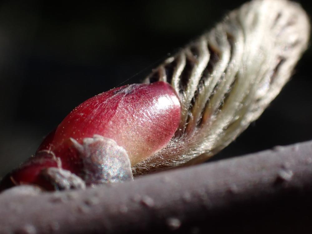 ハンカチノキの写真