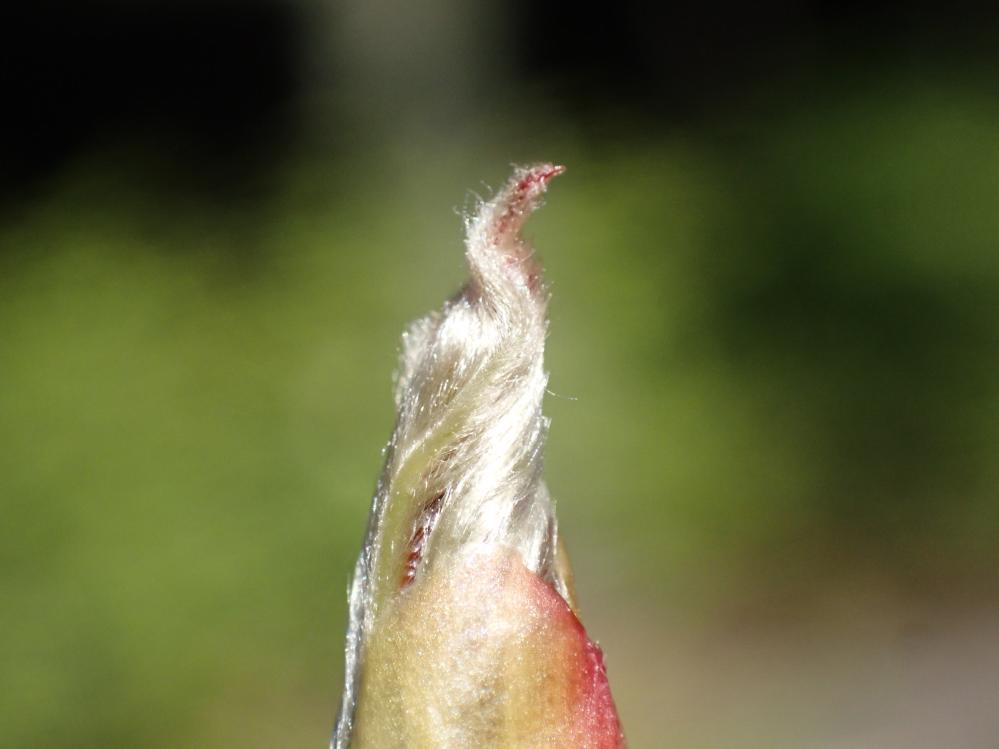 ハンカチノキの写真