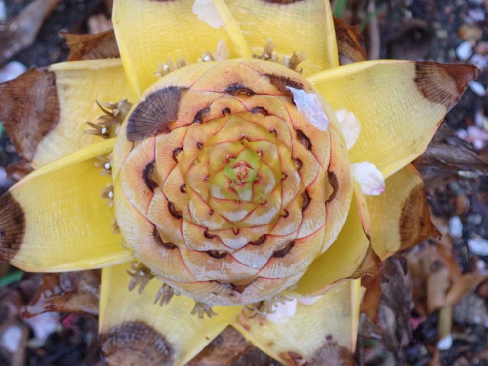 チュウキンレンの写真