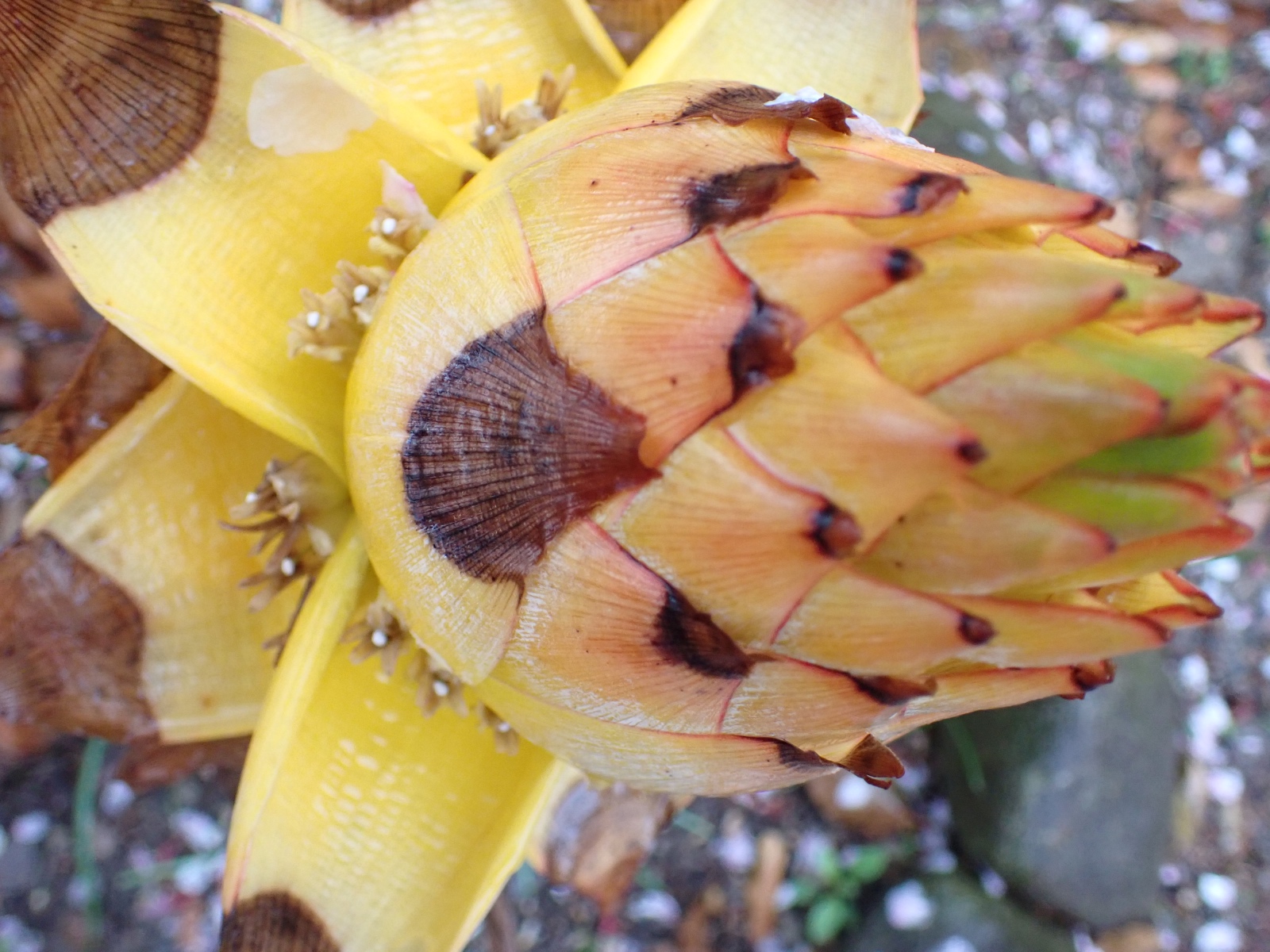 チュウキンレンの写真