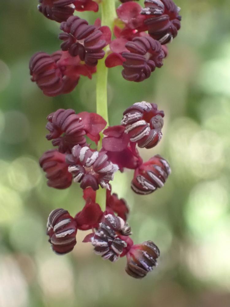 アケビの花の写真