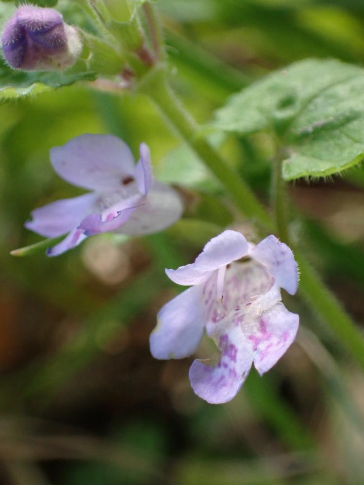 カキドオシの写真
