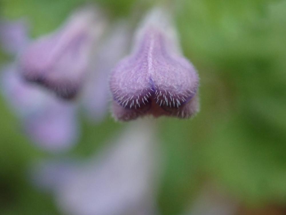 カキドオシの写真