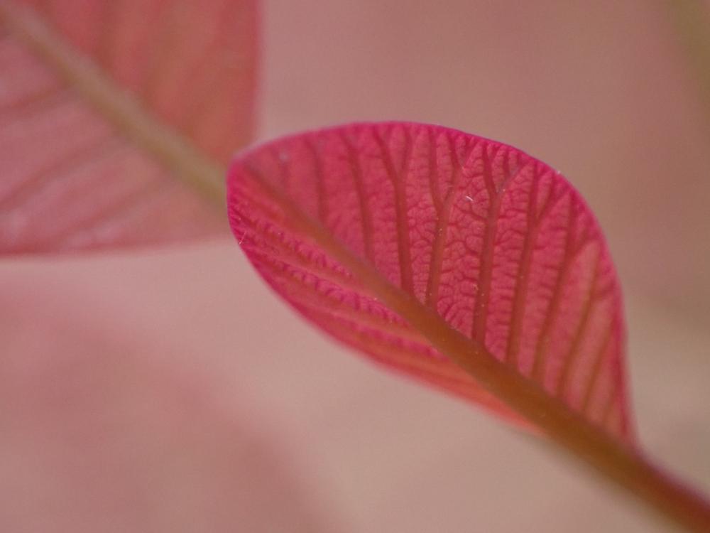 スモークツリーの写真