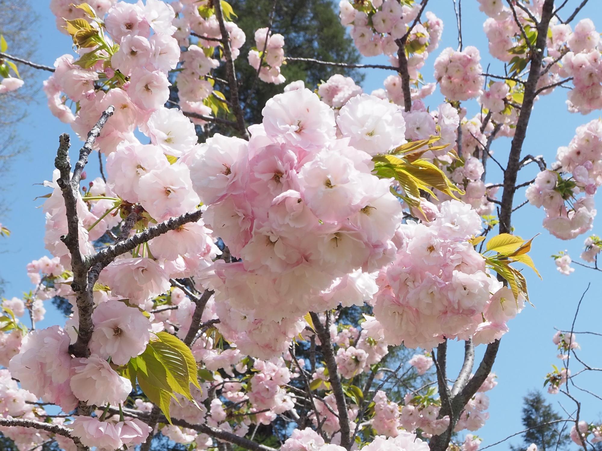 イチヨウ