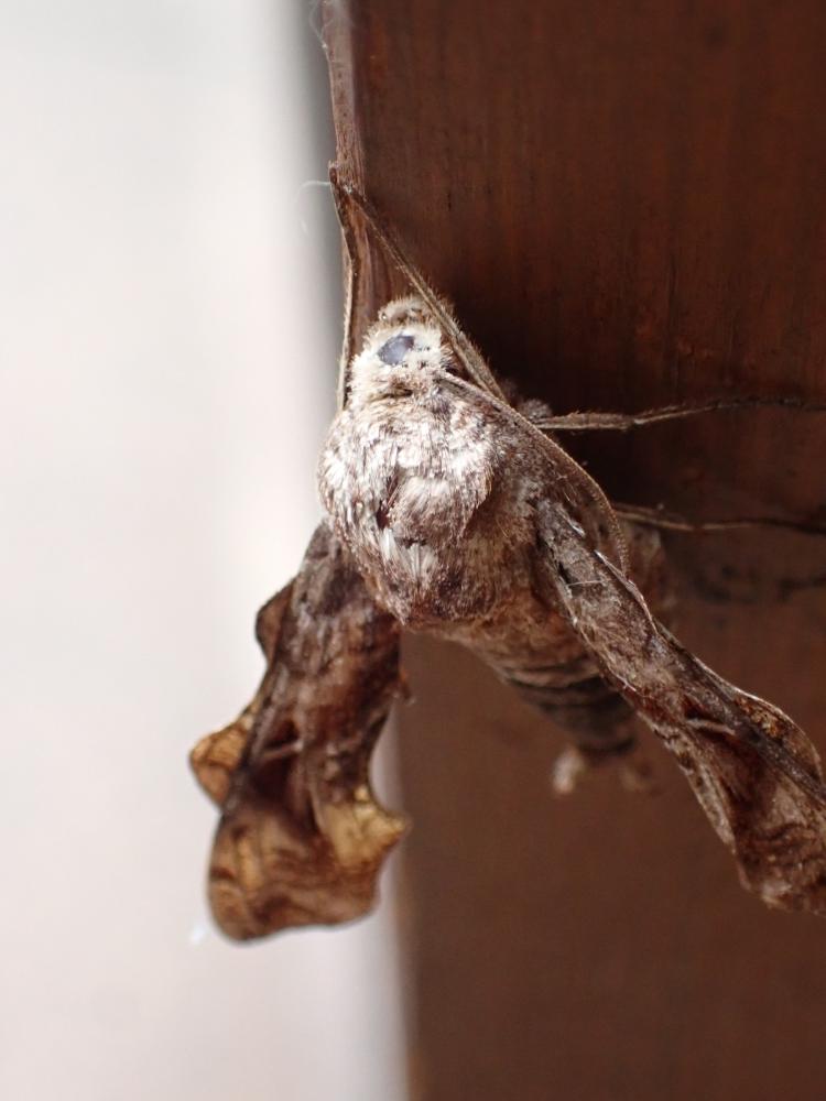 ホシヒメホウジャクの写真