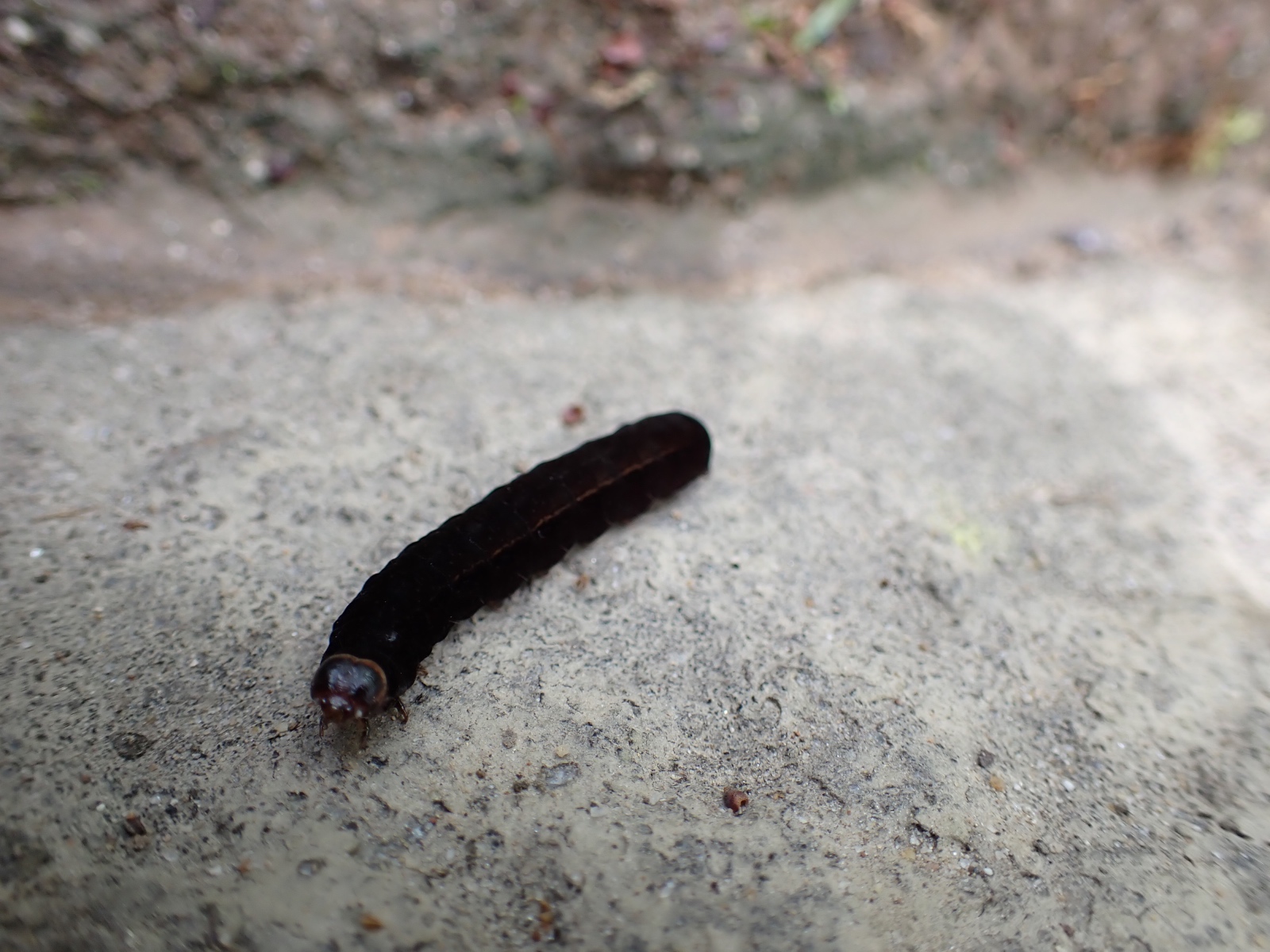 ヨスジノコメキリガの写真