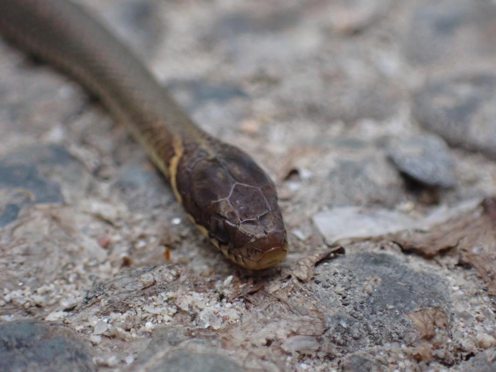 ヒバカリの写真