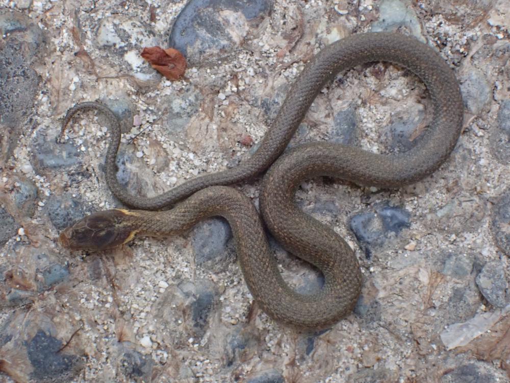 ヒバカリの写真