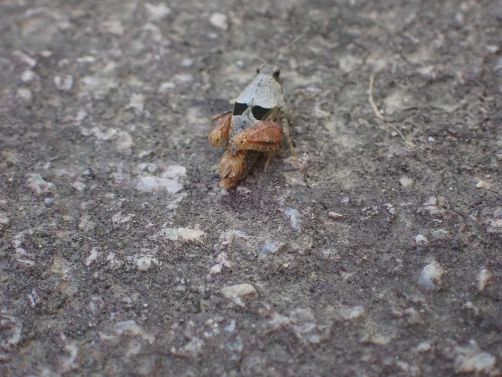 ヒシバッタの写真