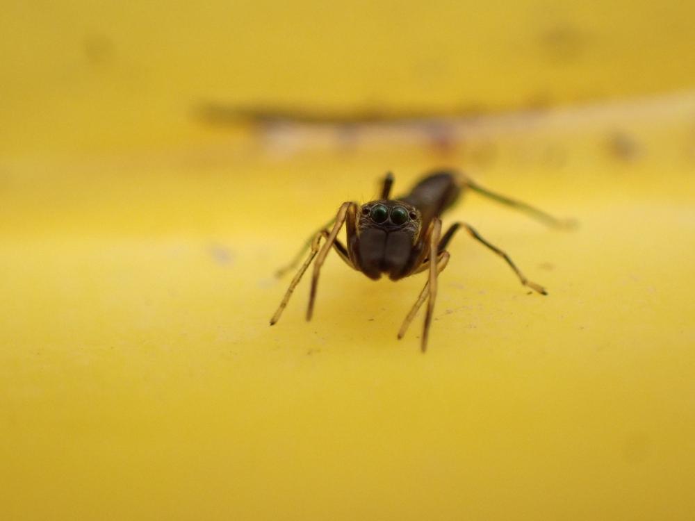 ヤガタアリグモの写真