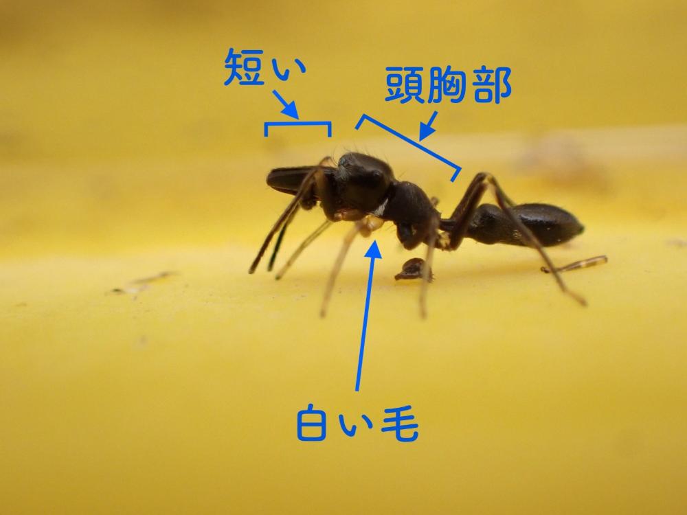 ヤガタアリグモの写真