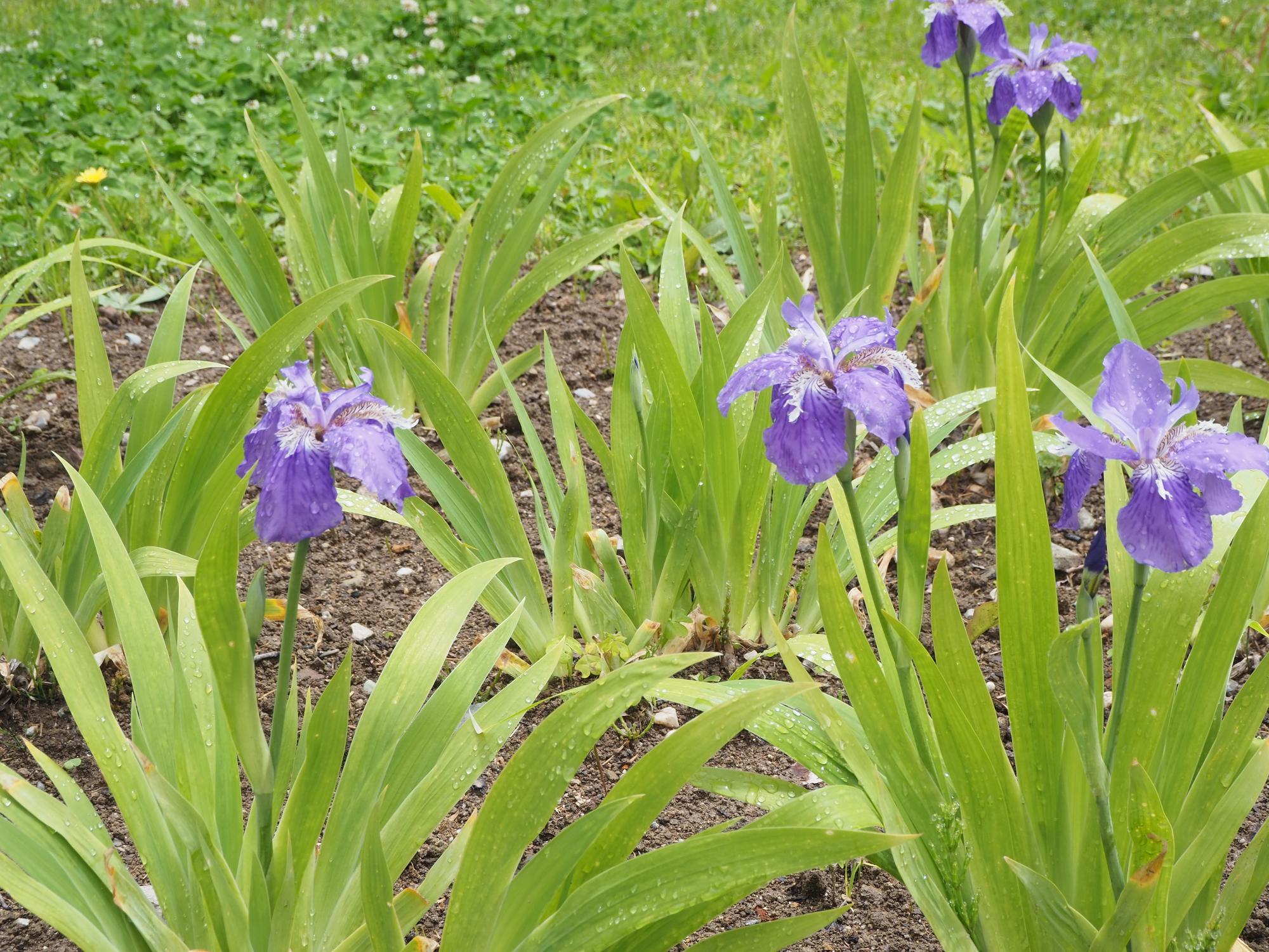 イチハツ