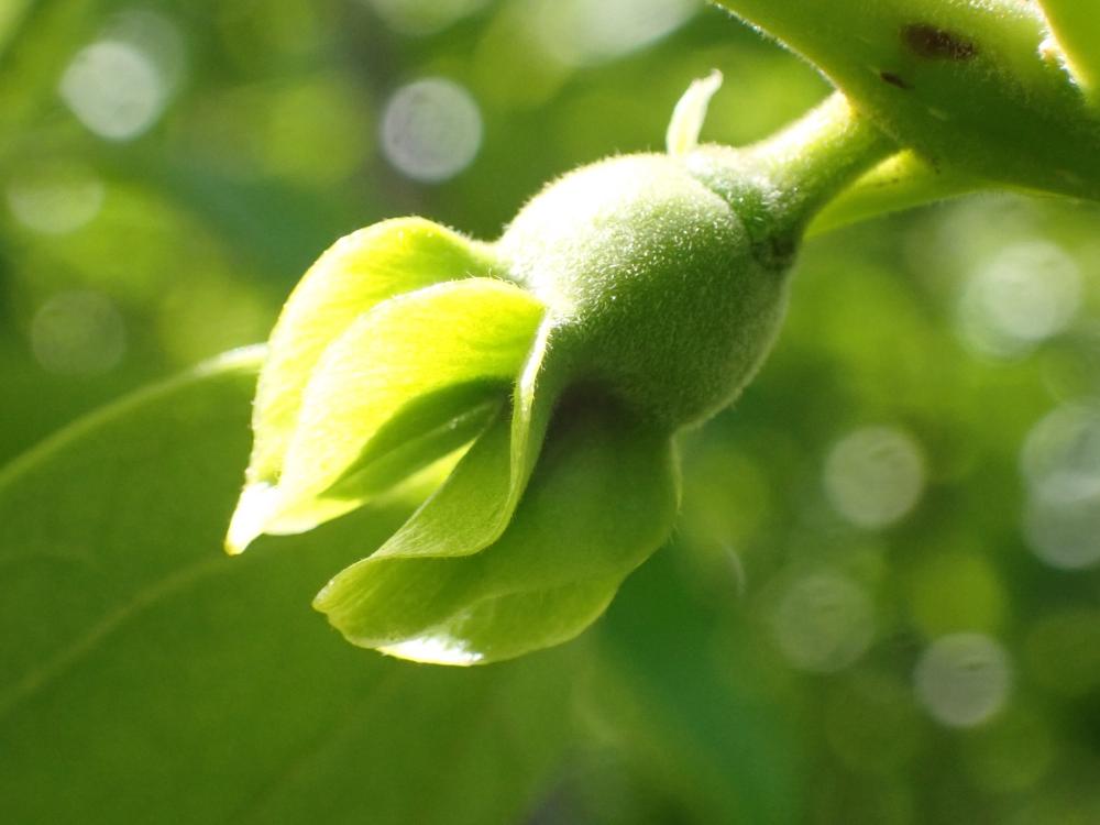カキノキのつぼみの写真