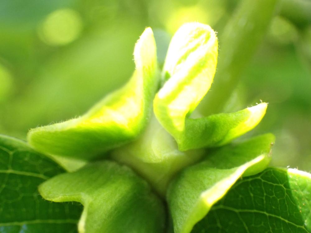 カキノキのつぼみの写真