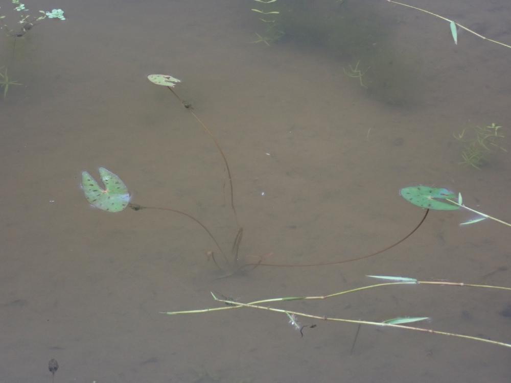 オニバスの写真