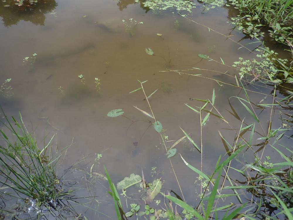 中池の写真