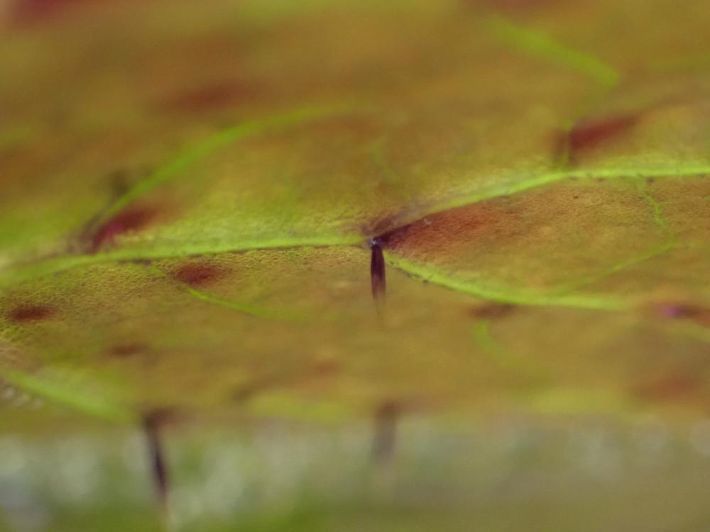 オニバスの葉裏の棘の写真