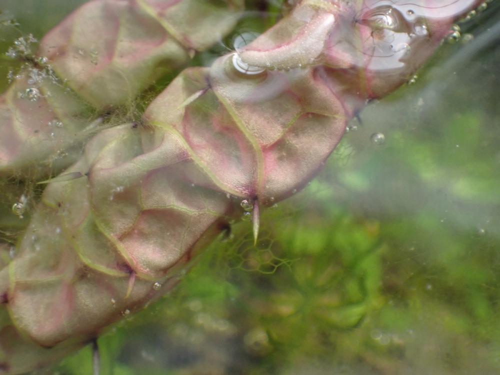 オニバスの葉裏の棘の写真