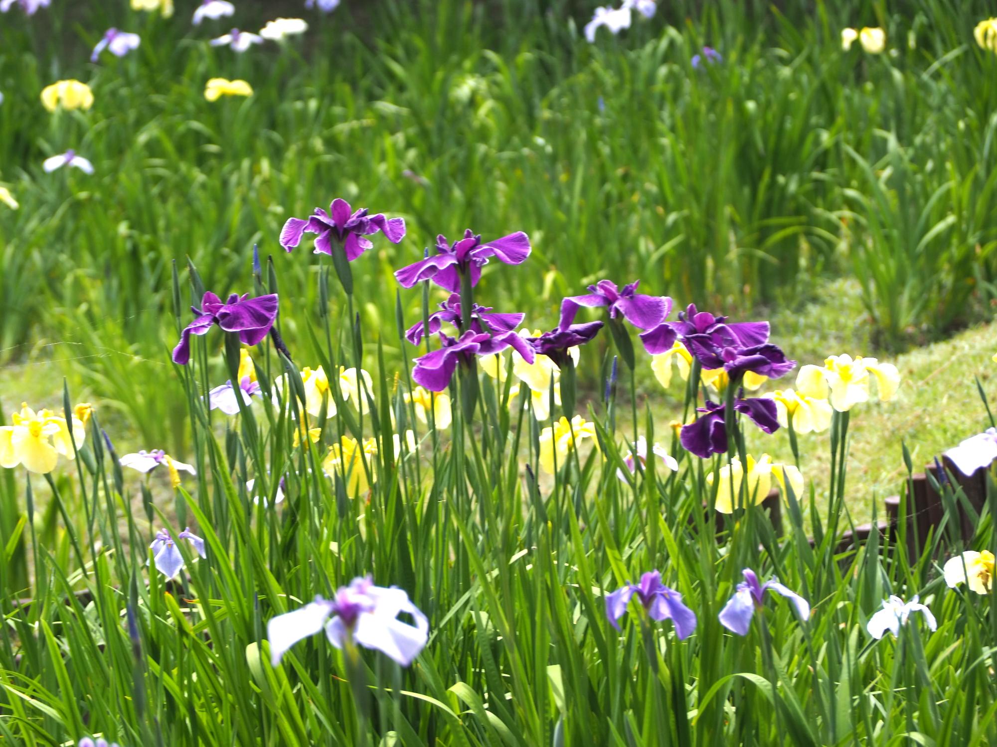 令和8年 花の見頃情報1月～6月／東浦町