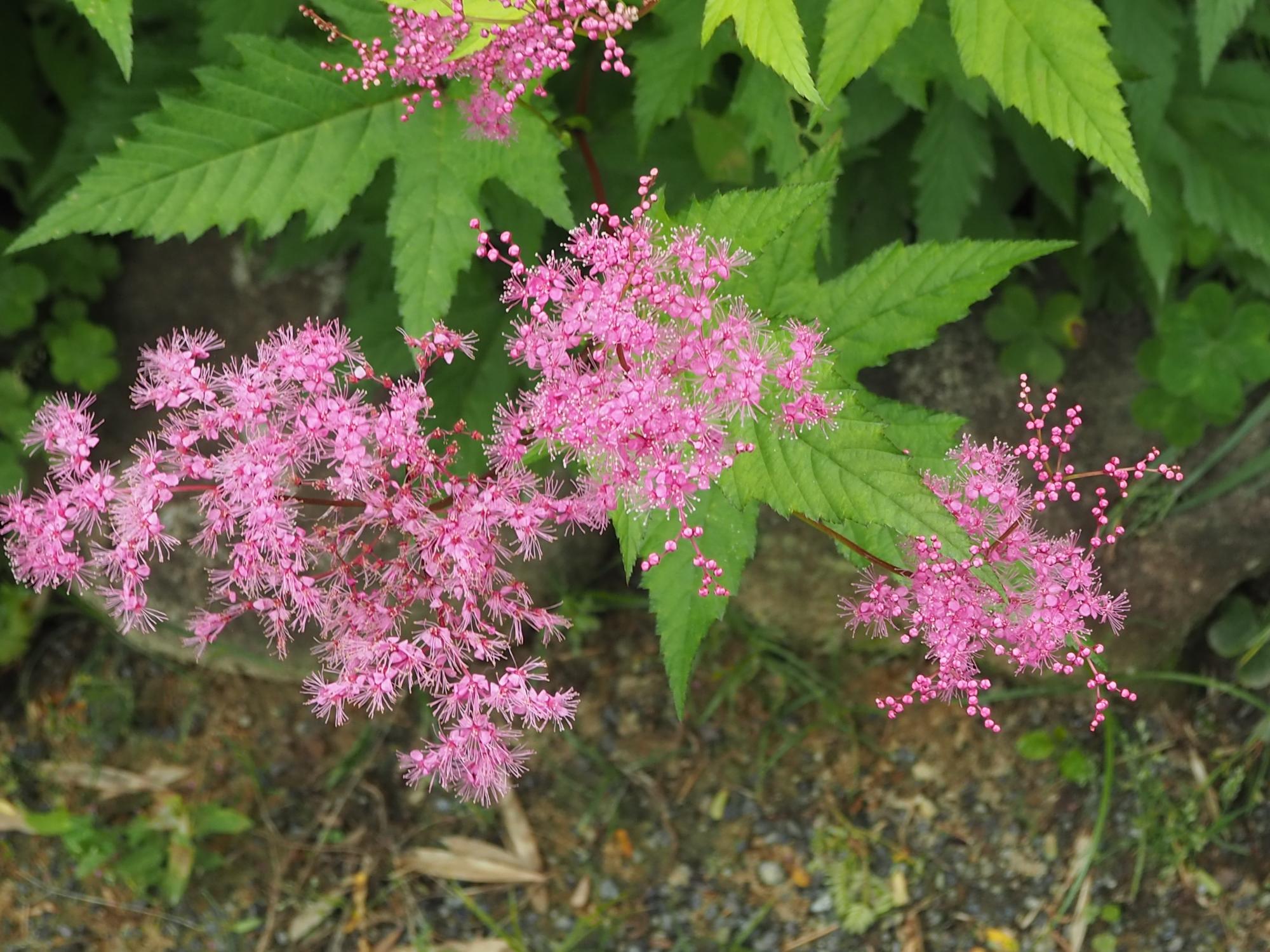 キョウカノコ