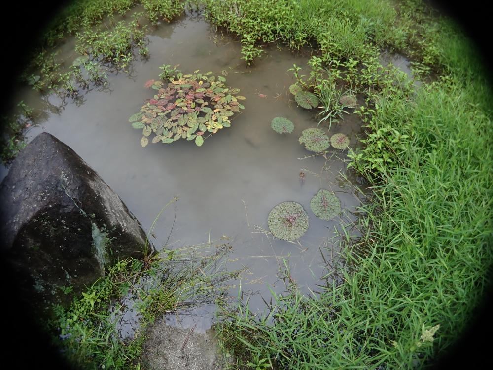 中池の写真