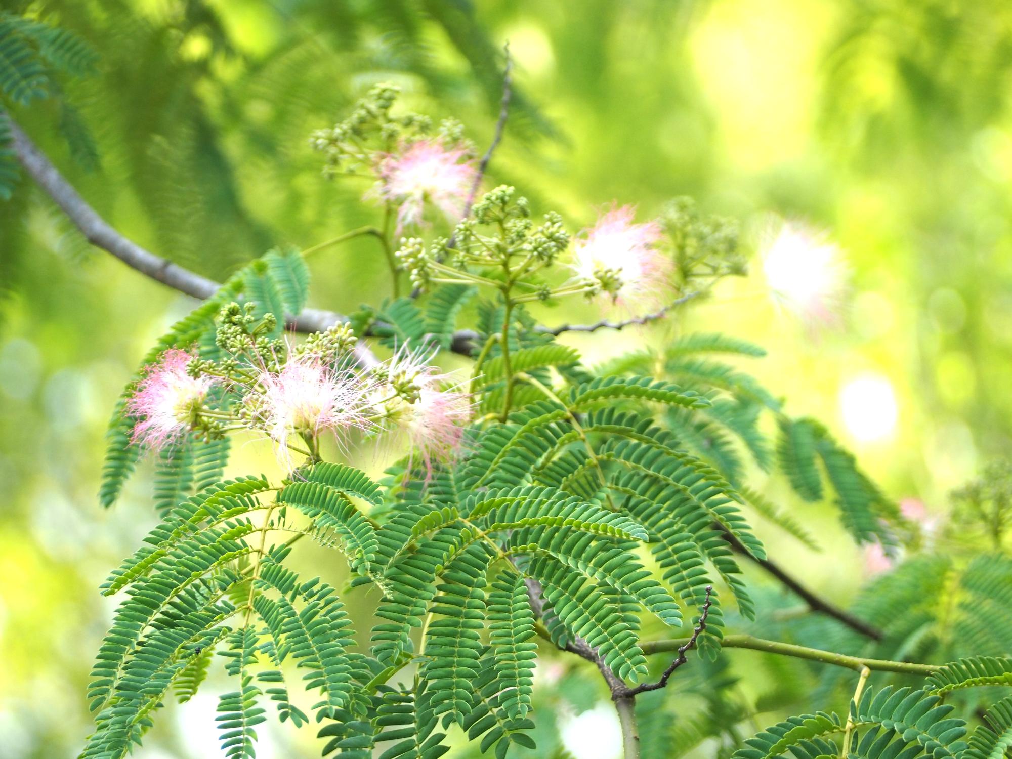令和8年 花の見頃情報1月～6月／東浦町