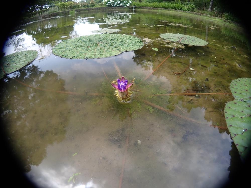 オニバスの花の写真