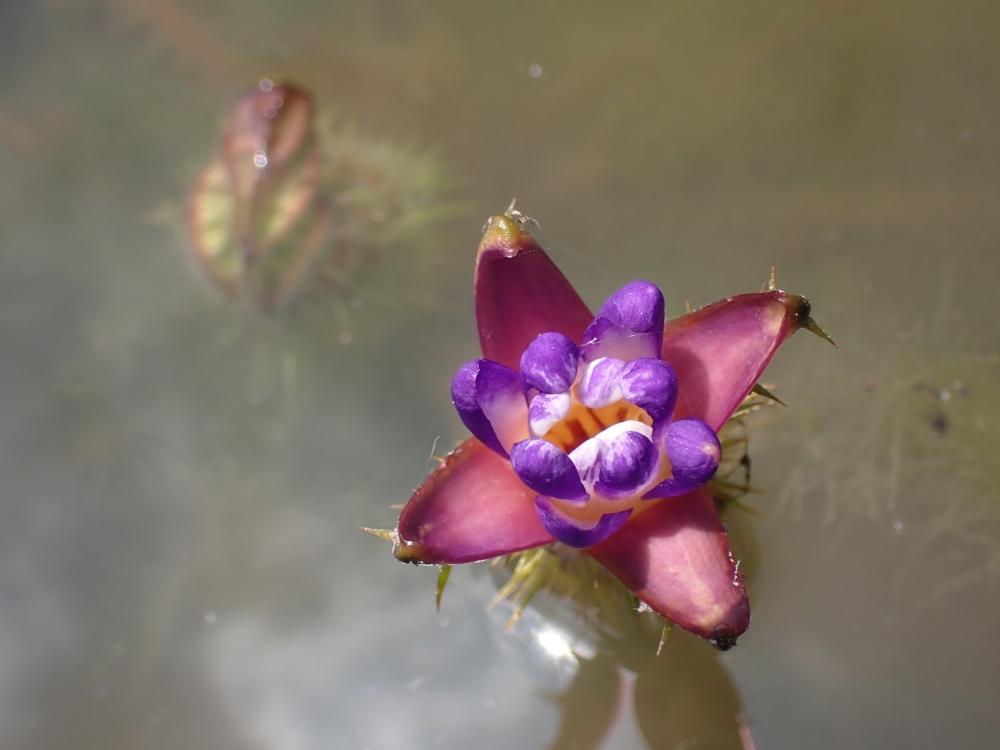 オニバスの花の写真