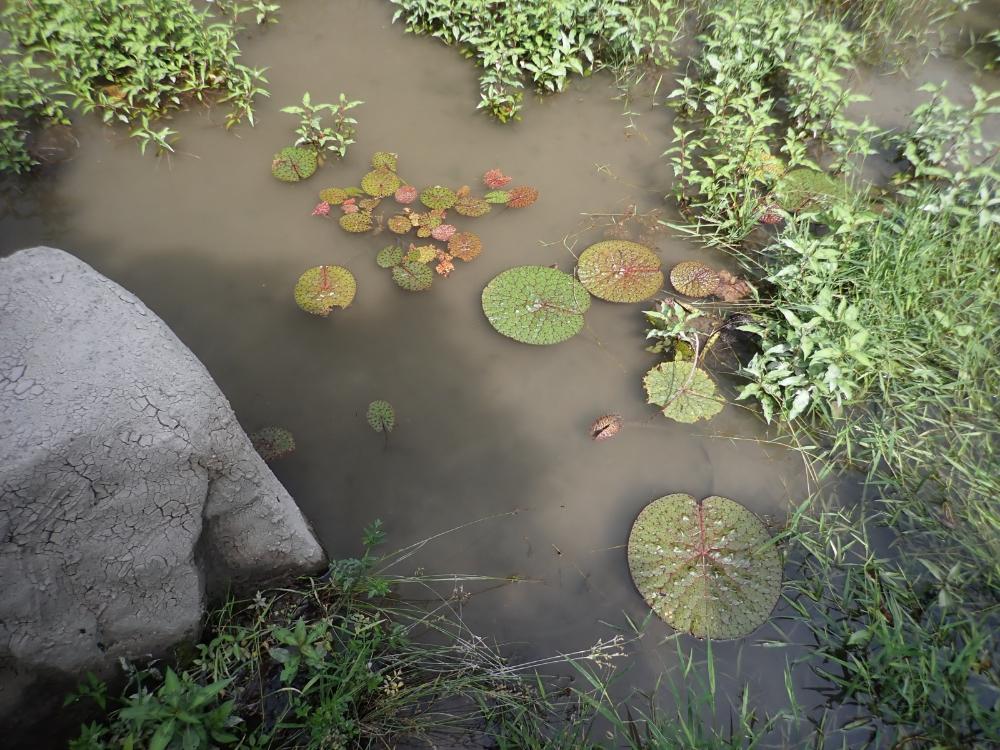 中池の写真