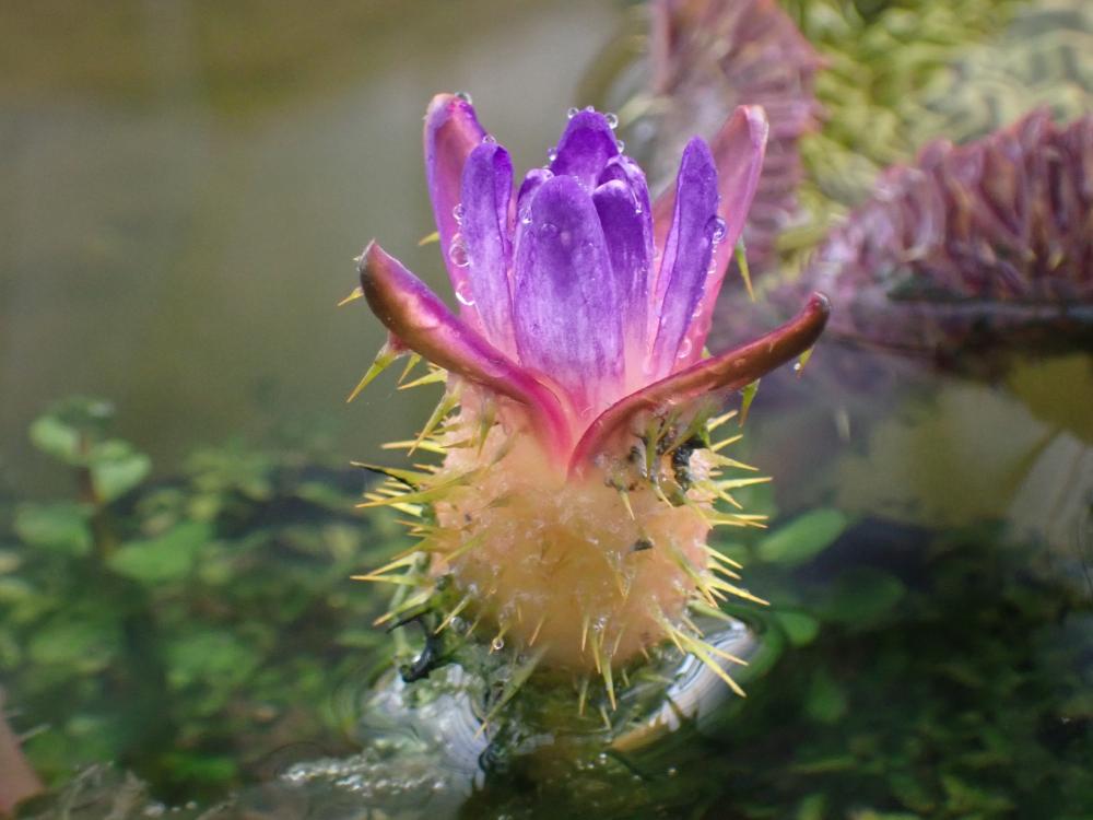 オニバスの花の写真