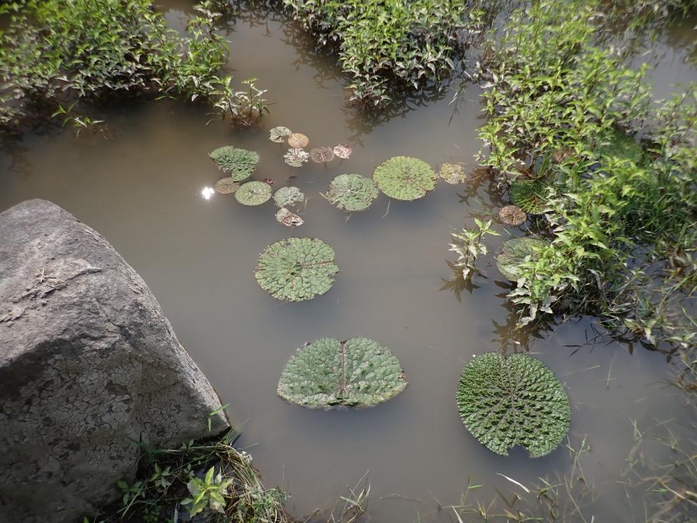 中池の写真