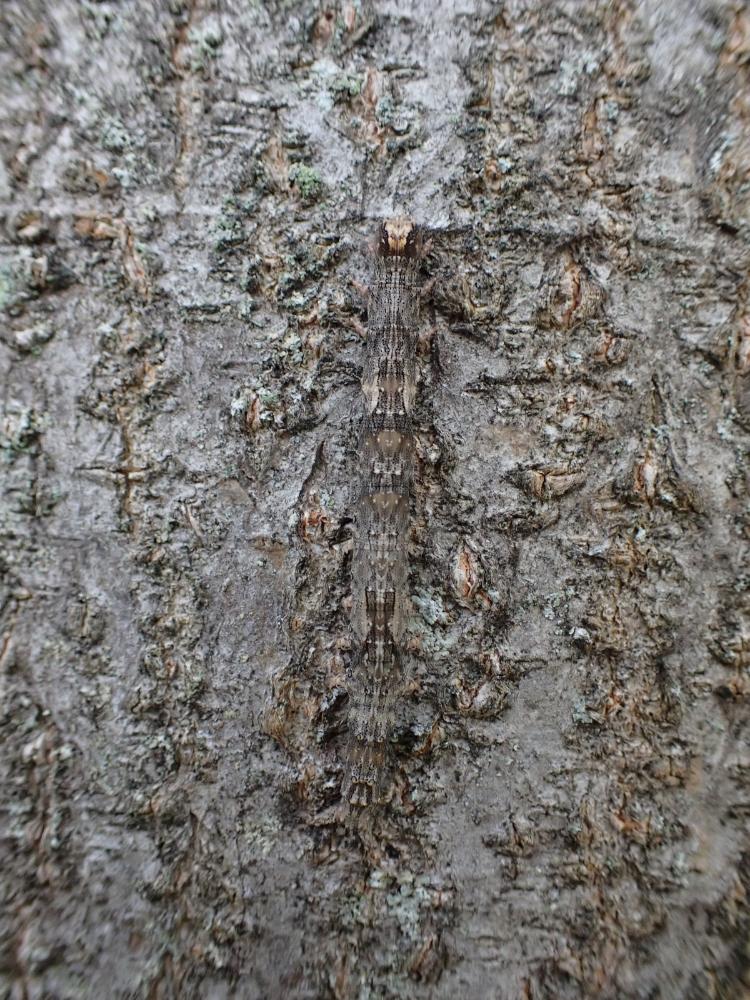 カキバトモエの写真