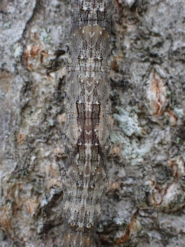 カキバトモエの写真