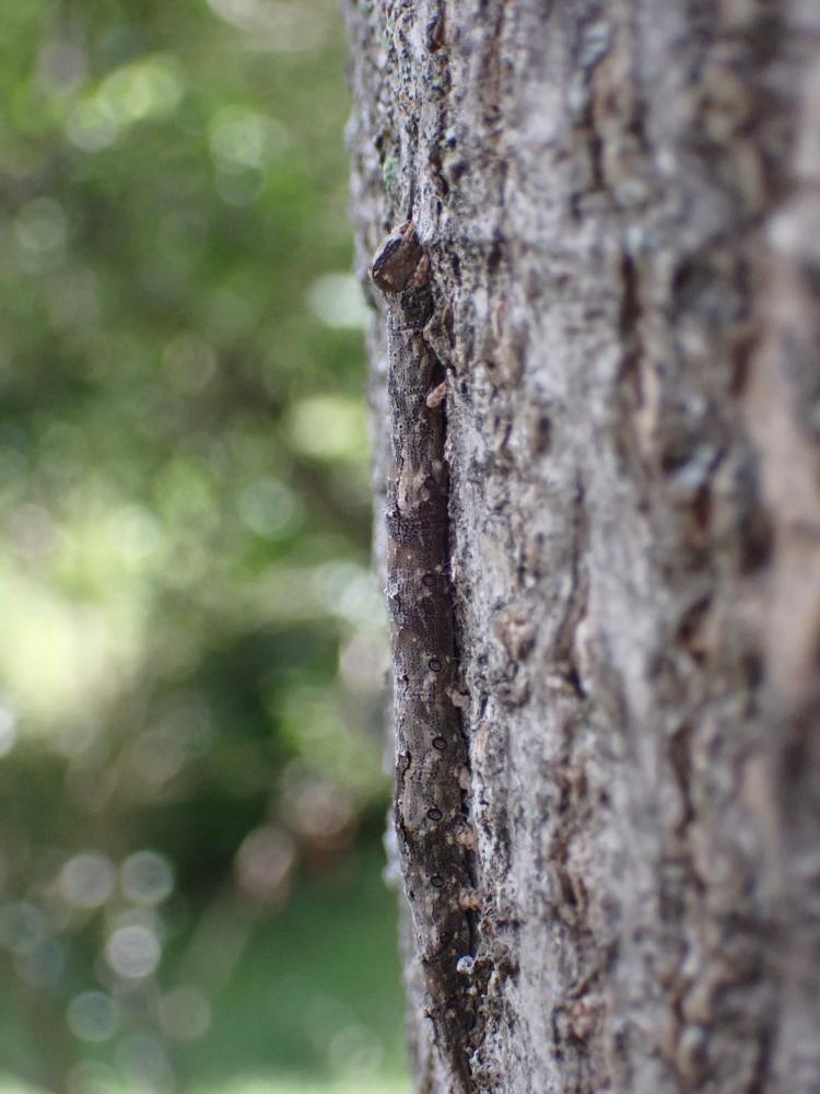 カキバトモエの写真