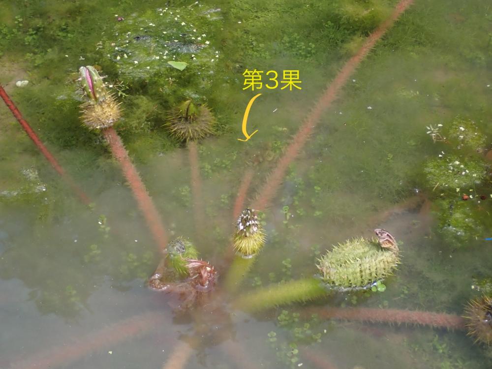 オニバスの写真