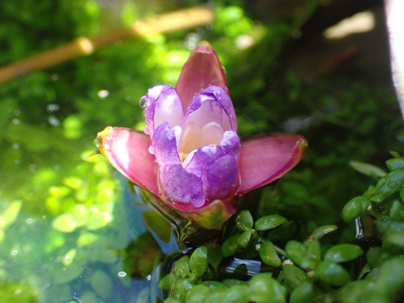 オニバスの花の写真