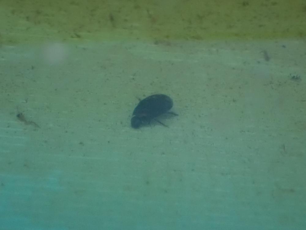コガムシの写真