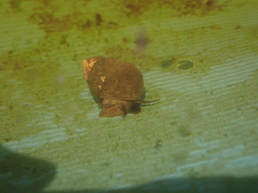 ヒメタニシの写真