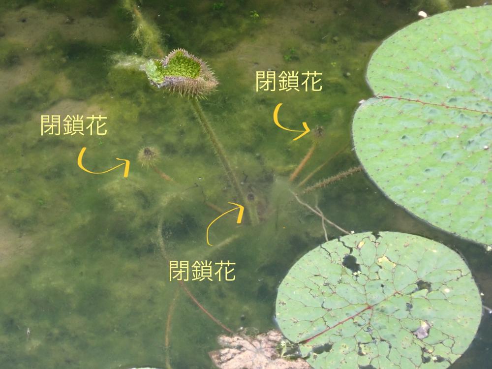 オニバスの写真