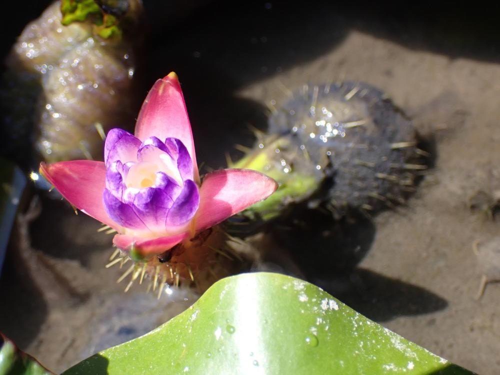 オニバスの花の写真