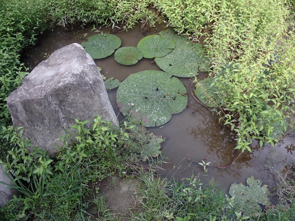 中池の写真