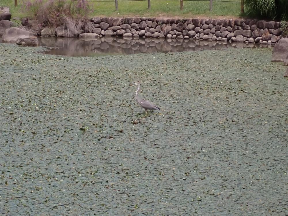 アオサギの写真