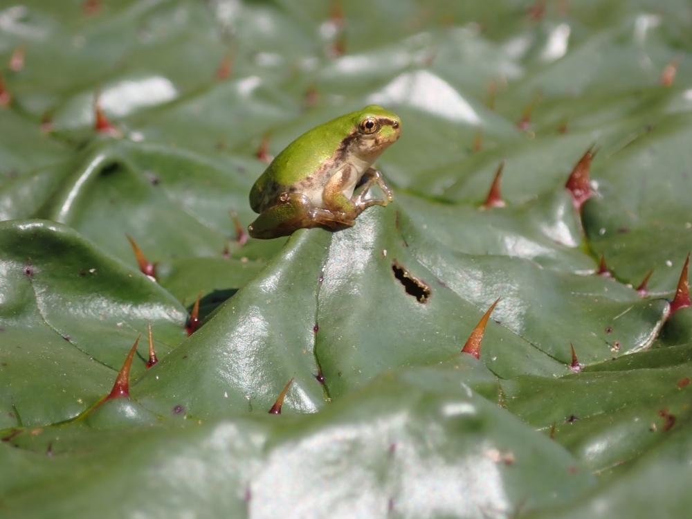 アマガエルの写真